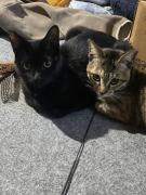 猫ちゃんと生活できます