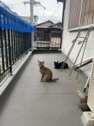 猫ちゃんと生活できます