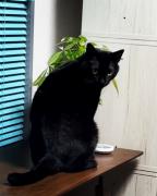 猫ちゃんと生活できます